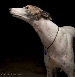 Alabama Greyhound Rescue and Adoption Center