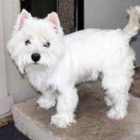 Westie Rescue of Arizona