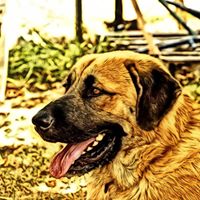 National Anatolian Shepherd Rescue Network