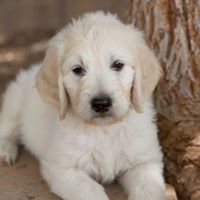 Arizona Sunburst Goldendoodles For Sale