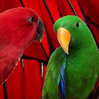 Az City Parrots And Birds, Casa Grande Arizona