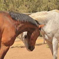 Arizona Equine Restart Program