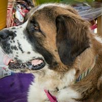 Arizona Saint Bernard Rescue