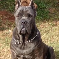 Oklahoma Corleone’s Cane Corso