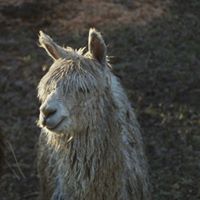 Cross Creek Alpaca Rescue