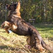 Arctic German Shepherd Rescue