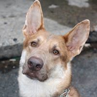 Mid-Atlantic German Shepherd Rescue