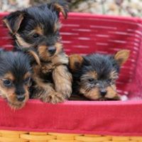 Puppies and Dogs for Adoption/Sale