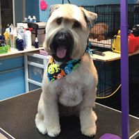 Pretty puppies pet grooming by Jaime DiGiacomo