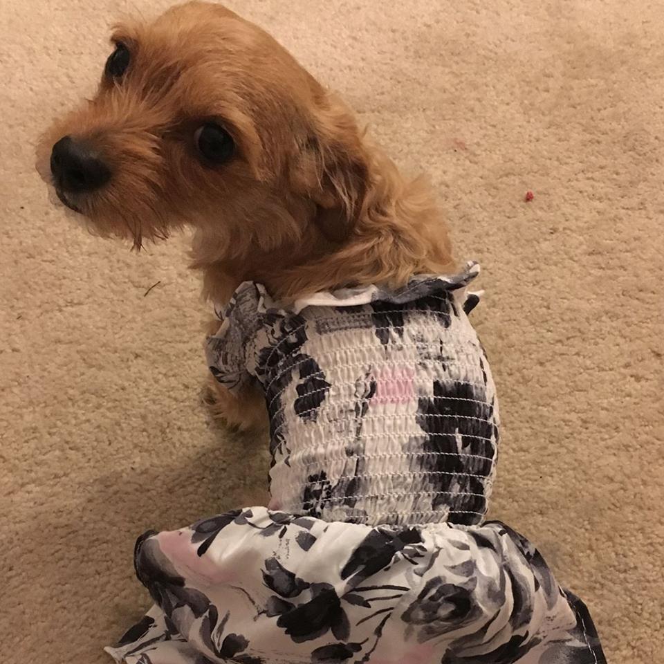 Unique Design Dog Clothes