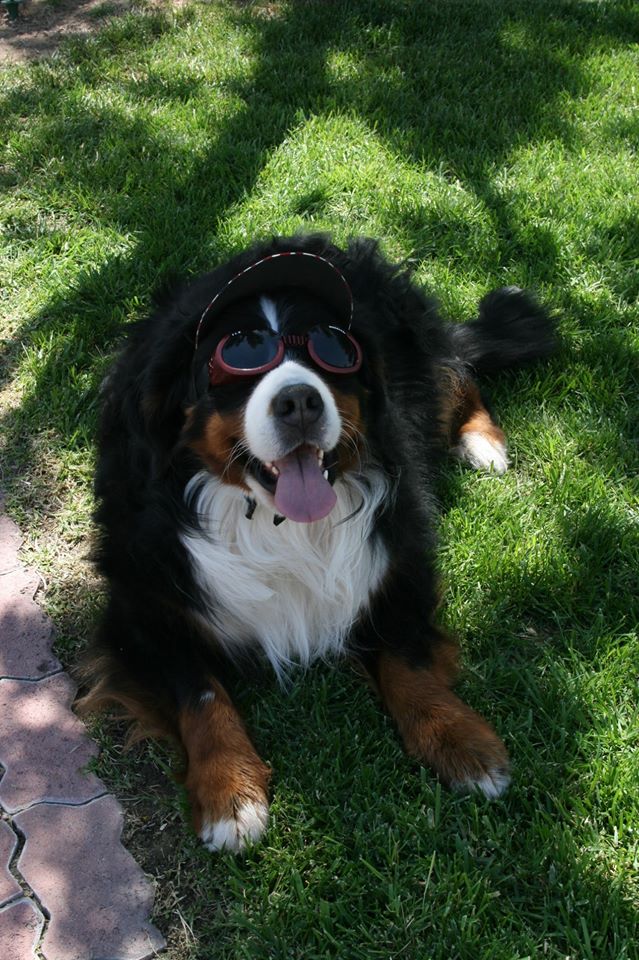 North Star’s Bernese Mountain Dogs