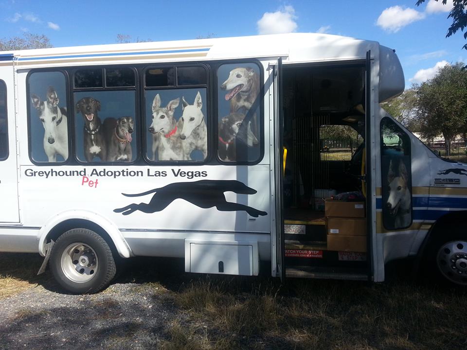 Greyhound Pet Adoption – Las Vegas