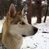 Siberian Husky Rescue of New Mexico