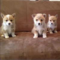 Corgi’s 4 You