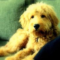 Winding Creek Ranch Miniature Goldendoodles