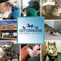 Cottonwood Animal Clinic L.L.C.