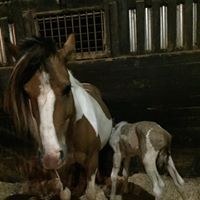 A Hoof and A Prayer Horse Rescue