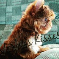 Yorkies Kisses