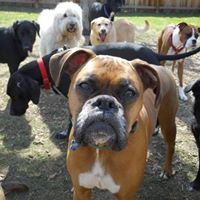 Happy Dogs Daycare