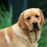 Birch the G.H. Herrmann Therapy Dog