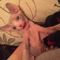 Silly Sphynx Cattery