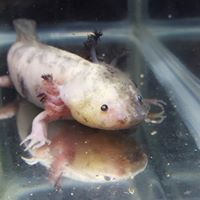 Cincinnati Axolotls / a_e_reptiles