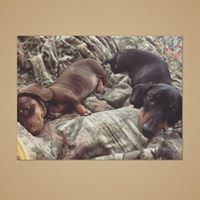 Divine Doxies