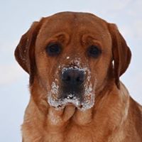 Amber Sky Labradors