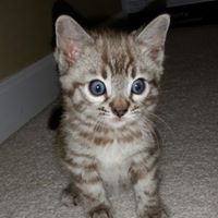 Pouncing Paws Bengals