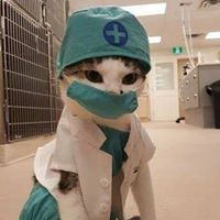 All Cats Clinic