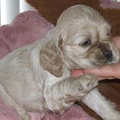 Akc registered cocker spaniel puppies