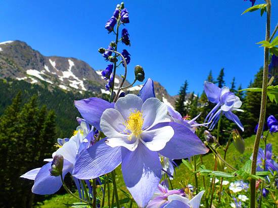 Columbine Aviary