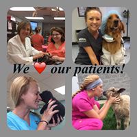 Wills Animal Hospital