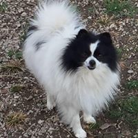 Pampered POMS Rescue