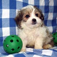 Ohio Puppy-Cute Puppies