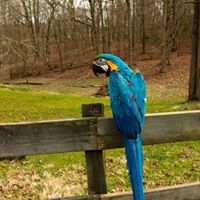 Blue and Gold Macaw parrots for sale