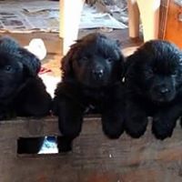 Cedar Valley Newfoundlands