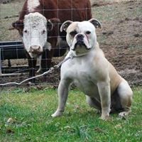 Strange’s American Bulldogs