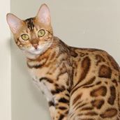 Starkittie Bengals