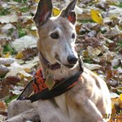 Team Greyhound Adoption of Ohio