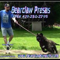 Bearclaw Kennels Presa Canarios