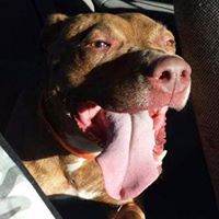 Animal Rescue New Orleans (ARNO)