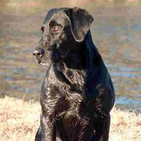 Cottonwood Retrievers