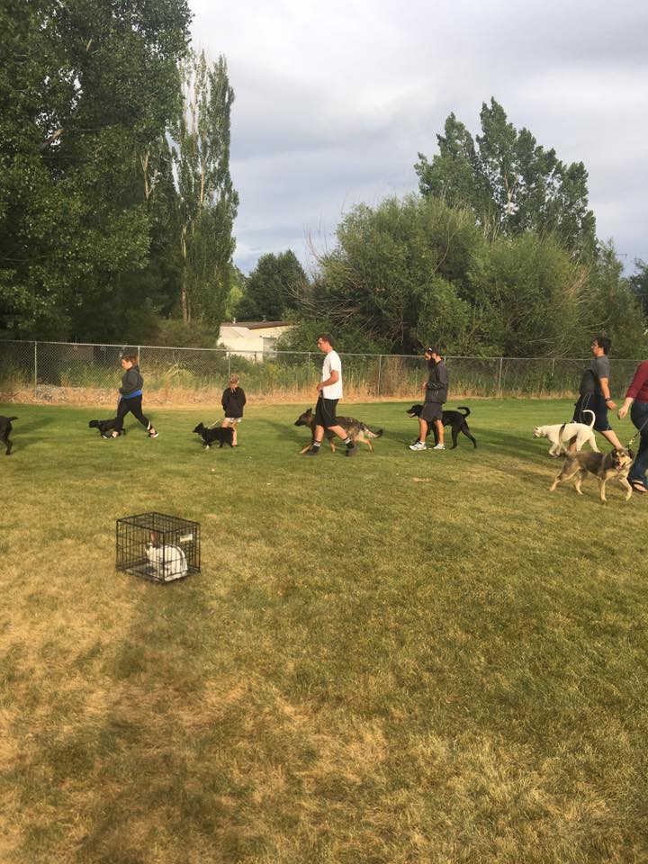 Scotch Pines Dog Training East Idaho