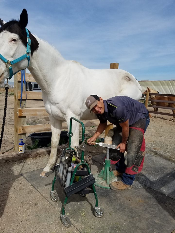 Balanced Hoof Farrier Service and Trimming