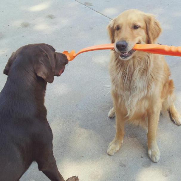 Double D Ranch Dog Boarding & Training