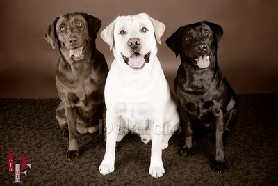 Hazel Run Labradors