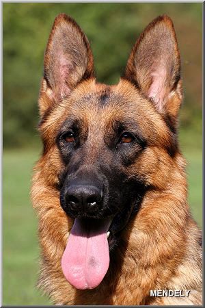 Von Rief German Shepherds