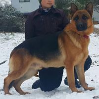 Atlacatl German Shepherds NC