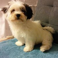 Atlacatl Havanese NC